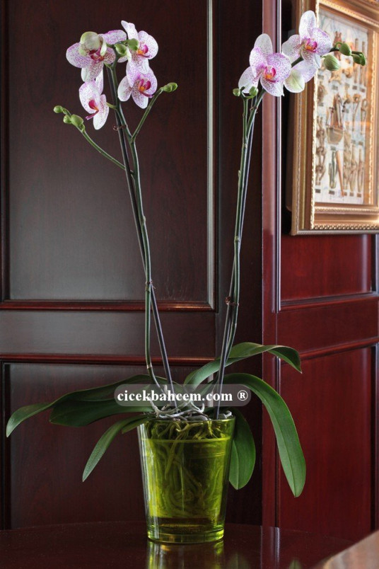Çift Dal Pembe Mix, Cherry Orkide