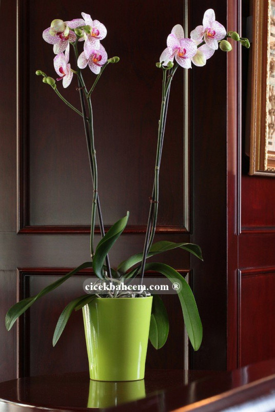 Çift Dal Pembe Mix, Oh La La Orkide