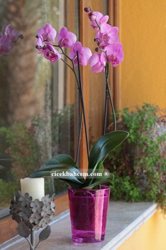 Çift Dal Pembe, Hush Orkide