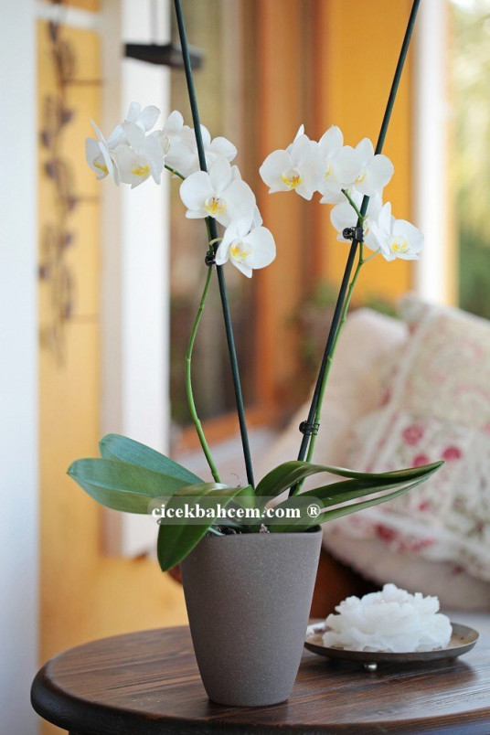 Çift dal beyaz, Vilenzo