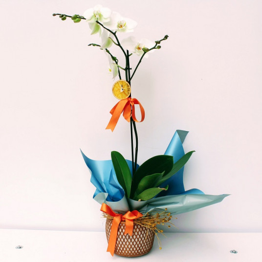 Tekli Beyaz Orkide - Dekoratif Desenli Vazoda