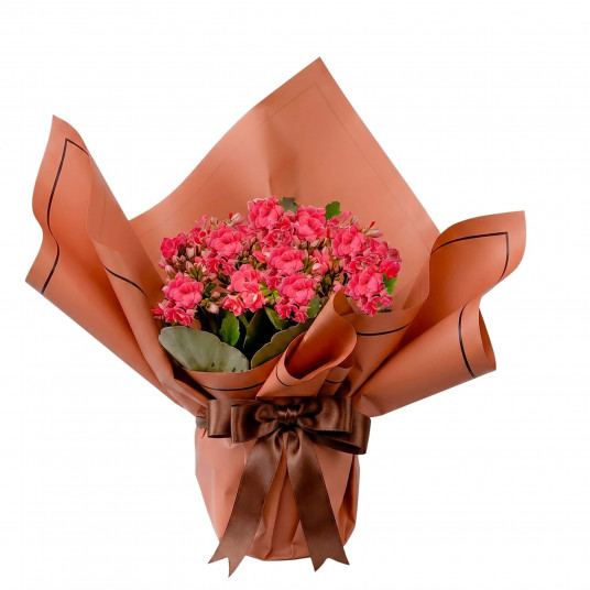 Kalanchoe Tanzimi