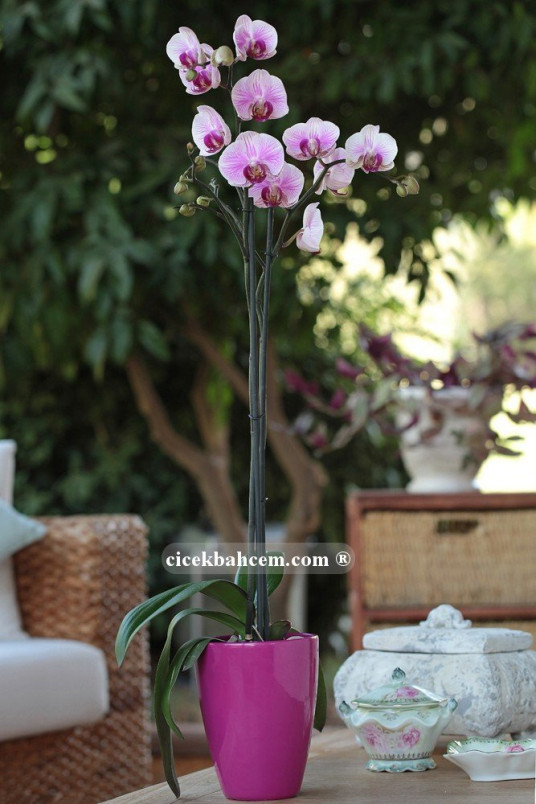 Çift Dal Pembe, Lovely Orkide