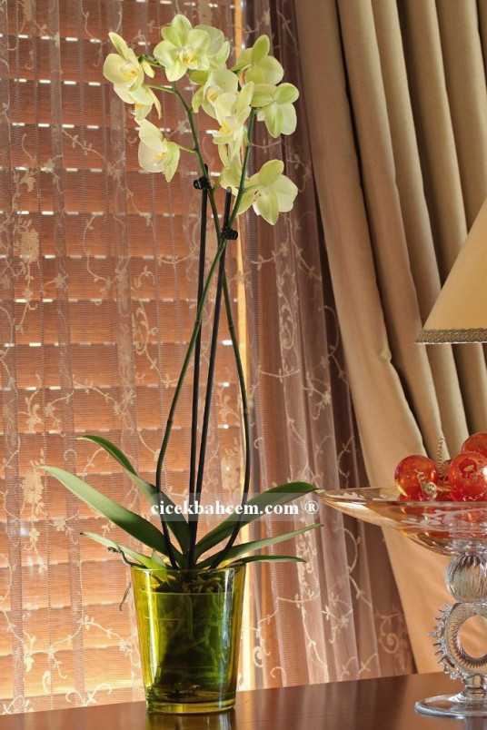 Çift Dal Sarı, Avangarte Orkide