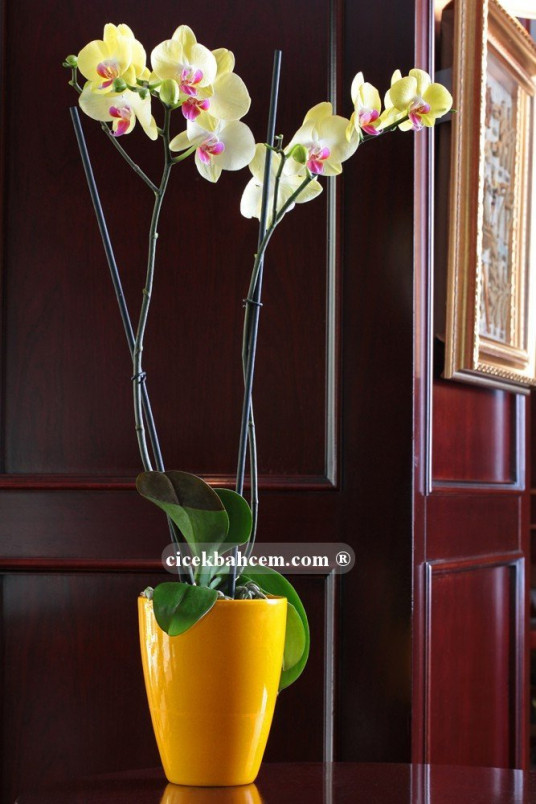 Çift Dal Sarı, Lime Orkide