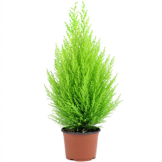 Limon Servi Çam Agacı Kokulu