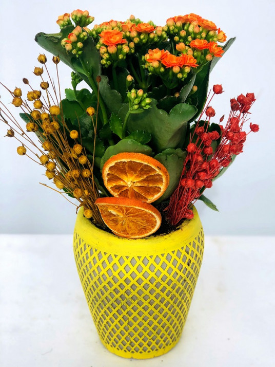 Linda Kalancuha (Turuncu Kalancuha)