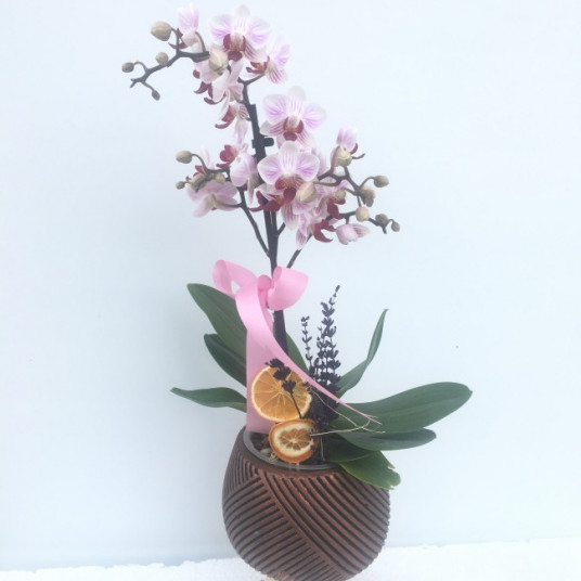 Tekli Beyaz Orkide Mini Jaaneman