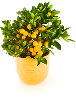 MANDALİNA Ağacı Calamondın