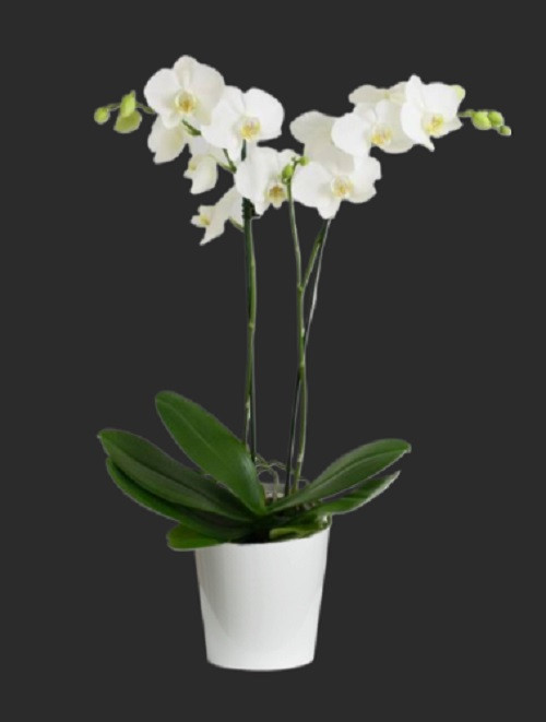 mini orkide cift dal