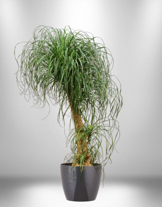 Nolina Beacornia Saksı Çiçeği