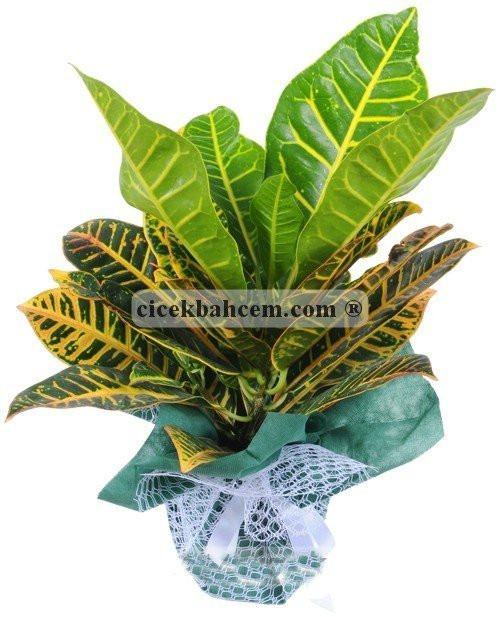 Ofis Çiçekleri Kraton