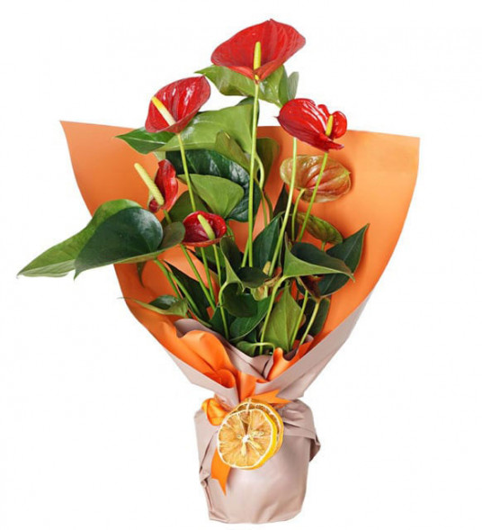 Ofis Çiçekleri Saksı Antoryum SAK1341 