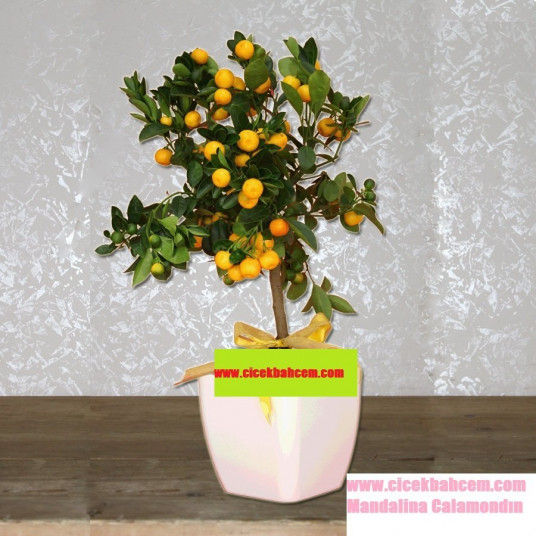 Orta Boy Mandalina Ağacı Calamondın