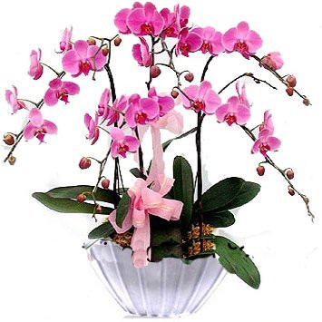 Özel Vazo İçine 5 Adet Açık Pembe Orkide Aranjmanı