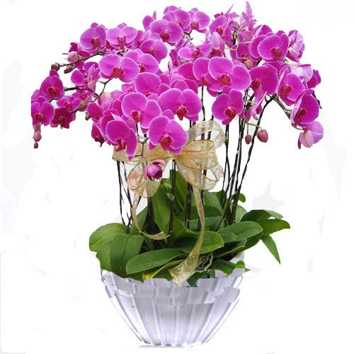 Özel Vazo İçine 9 Adet Pembe Orkide Aranjmanı 