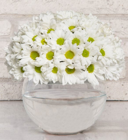 Papatya Küresi- SA509