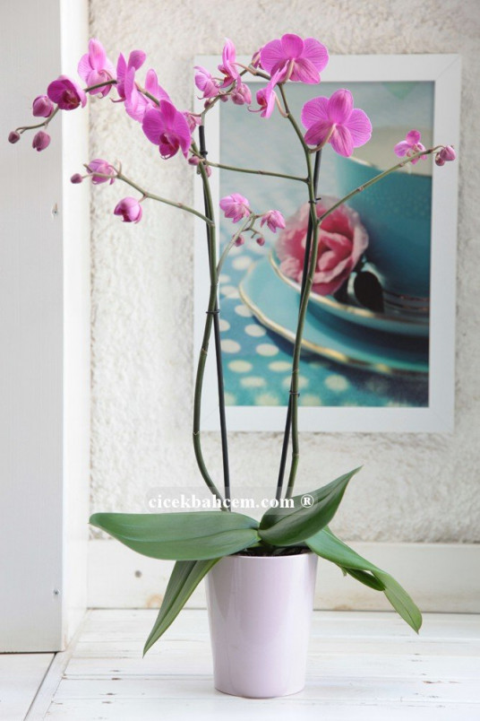 Çift dal Pembe, Janet Orkide