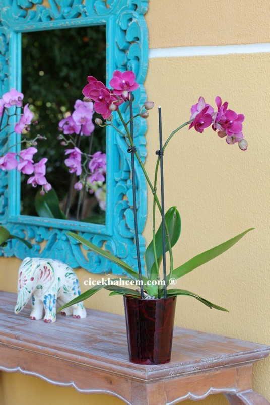 Çift Dal Mor, Exotic Orkide