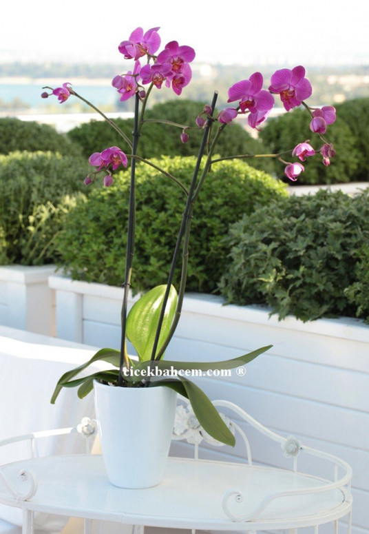 Çift Dal Mor,Pink Orkide