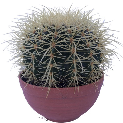 Prensesim, Canlı Kaktüs