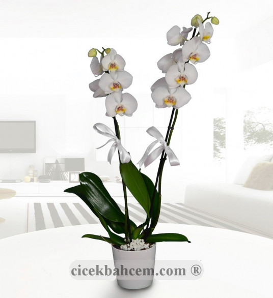 Saksı İçerisine Hazırlanmış 2 li Beyaz Orkide