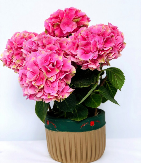 Dekoratif Vazoda Pembe Ortanca (Hydrangea)