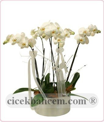 Saksı İçine 5 Adet Beyaz Orkide Kullanılarak Hazırlanmıiş Aranjman