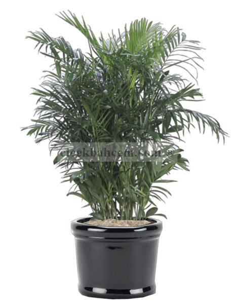 Saksı Çiçeği Gönder Areka Büyük 