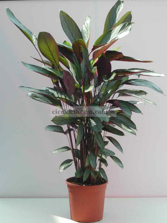 Saksı Çiçeği Gönder Calethea 