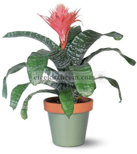 Saksı Çiçeği Siparişi Aechmea 