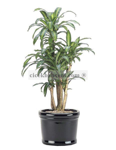 Saksı Çiçek Dracaena Fragrans