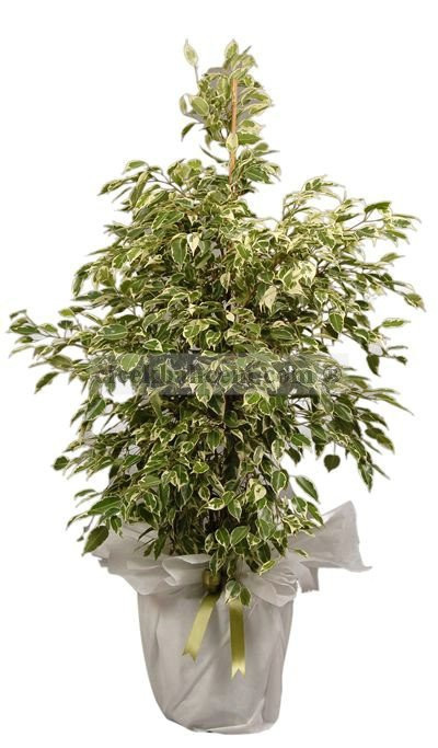 Saksı Çiçekleri STAR LIGHT BENJAMİN