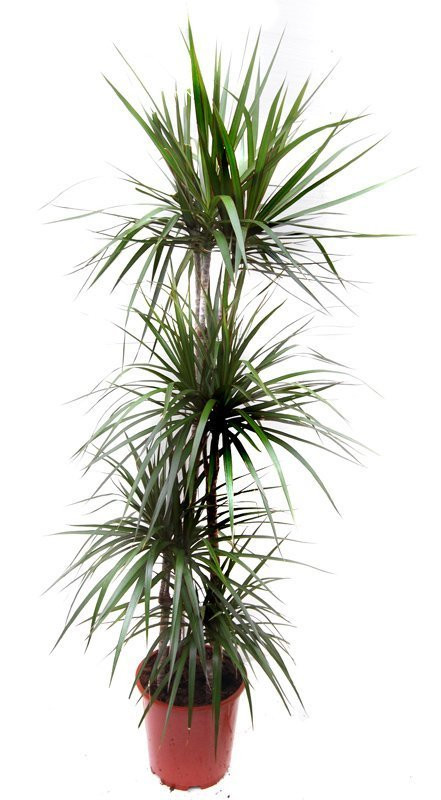 Saksıda Çiçek 4'lü Drecina