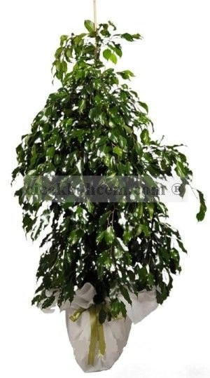 Saksıda Çiçek Siparişi FICUS BENJAMİN