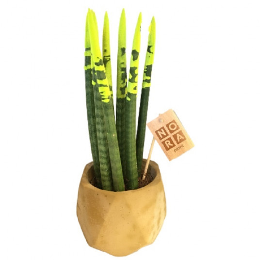 Sansevieria Özel Sakıda.