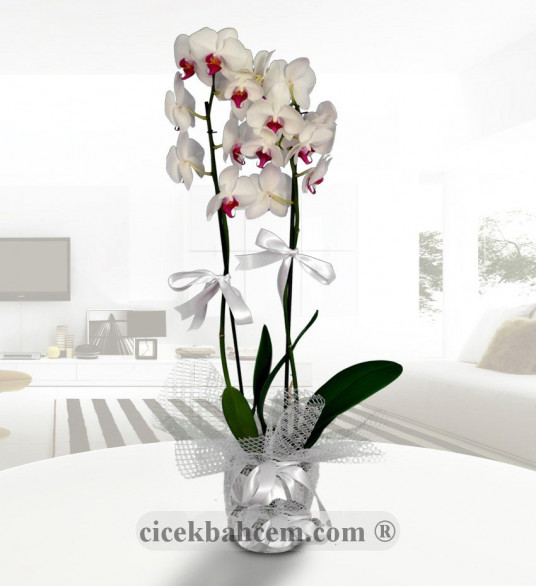 Seramik Vazo İçirisinde 2 Dal Köklü Orkide Aranjmanı