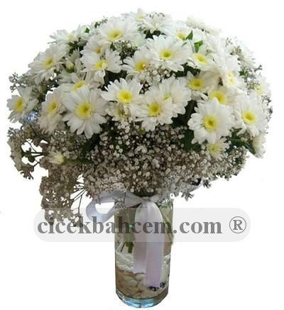 Beyaz Zarafet, Papatya (Krizantem) Çiçeği