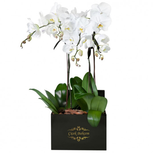Siyah Kare Kutuda 4 Dal Beyaz Orkide 