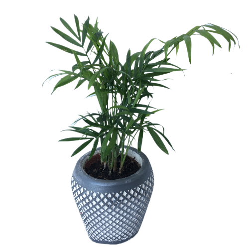 Special For Valentine's day