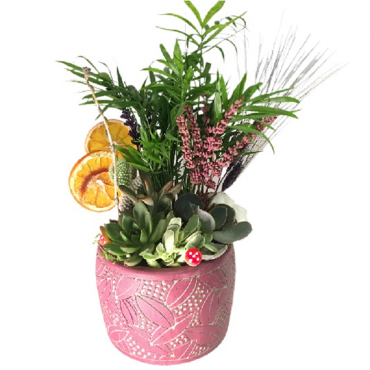 Sukulent Güzelliği