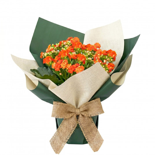Sukulent Kalanchoe