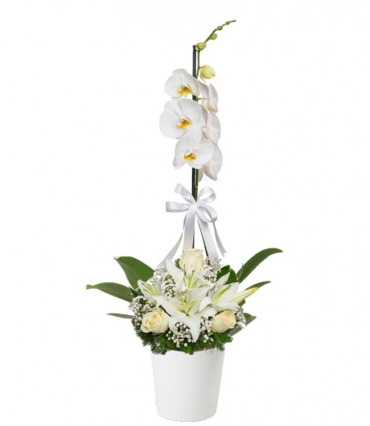 Tekli Beyaz Orkide 3 Beyaz Gül Lilyum
