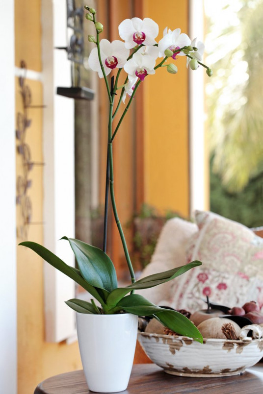 Tek Dal Beyaz, Lily Orkide Ankara Orkide