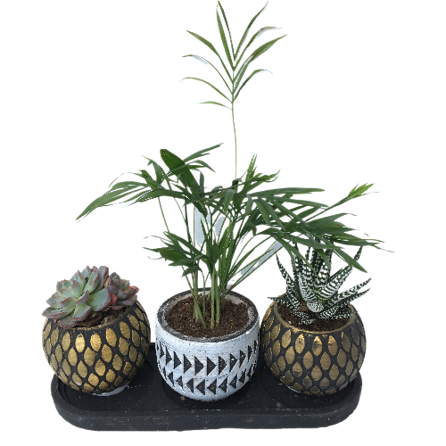 Teraryum Güzel Bir Sunum Doğal 3 lü Saksıda