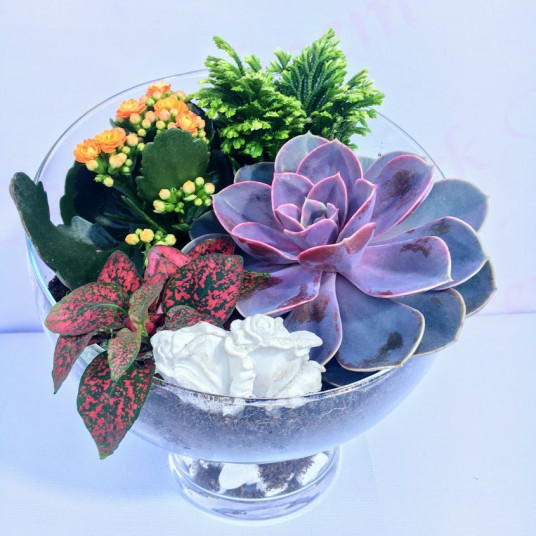 Terraium Ankara - www.cicekbahcem.com