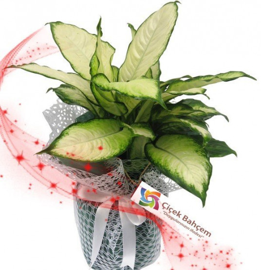 Dıfenbahya Tıropik Çiçeği 