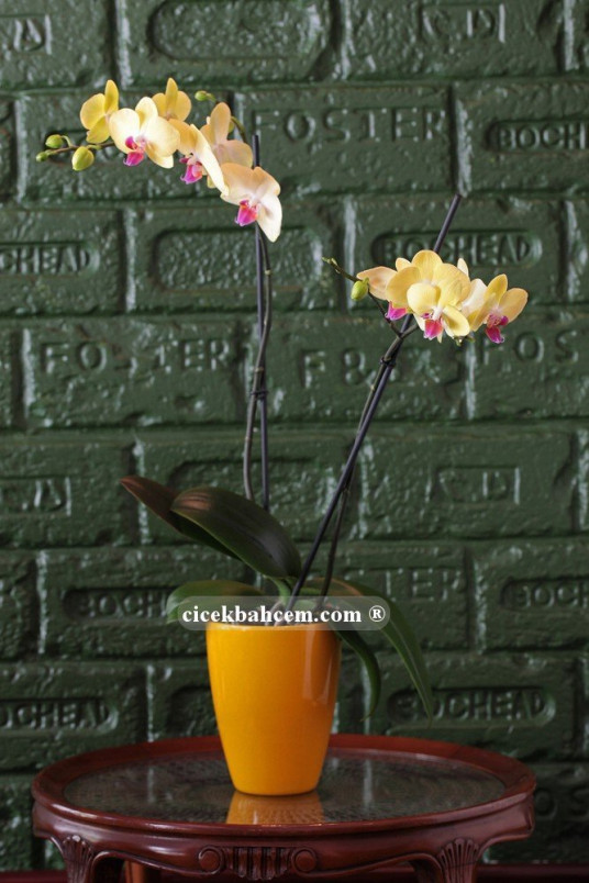 Çift Dal Sarı, Sun Set Orkide