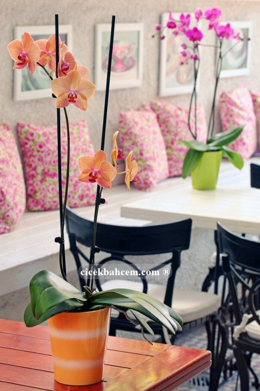 Çift Dal Turuncu, Topaz Orkide