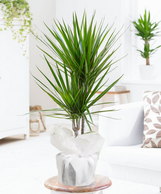 İkili Dracena Saksı Çiçeği